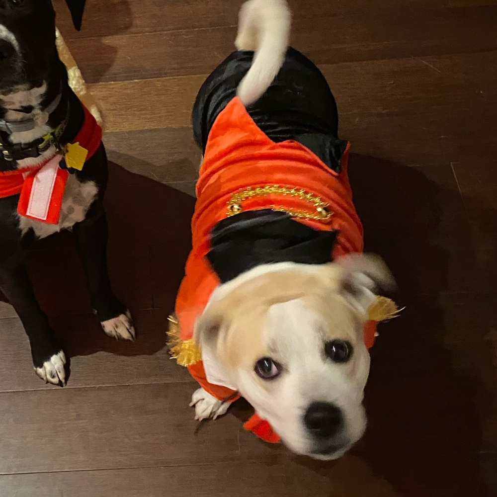 Dog circus ring master costume